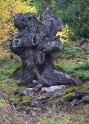 tree stump, Montana-Crans Switzerland